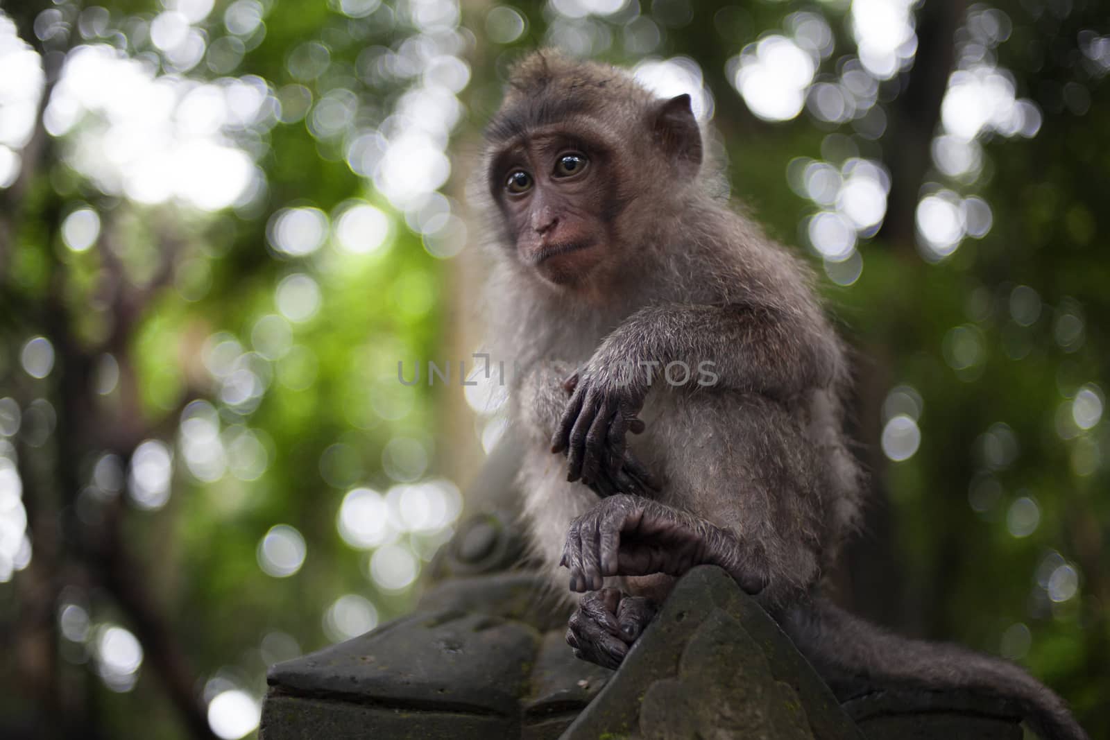 monkey in the jungle of Bali closeup
