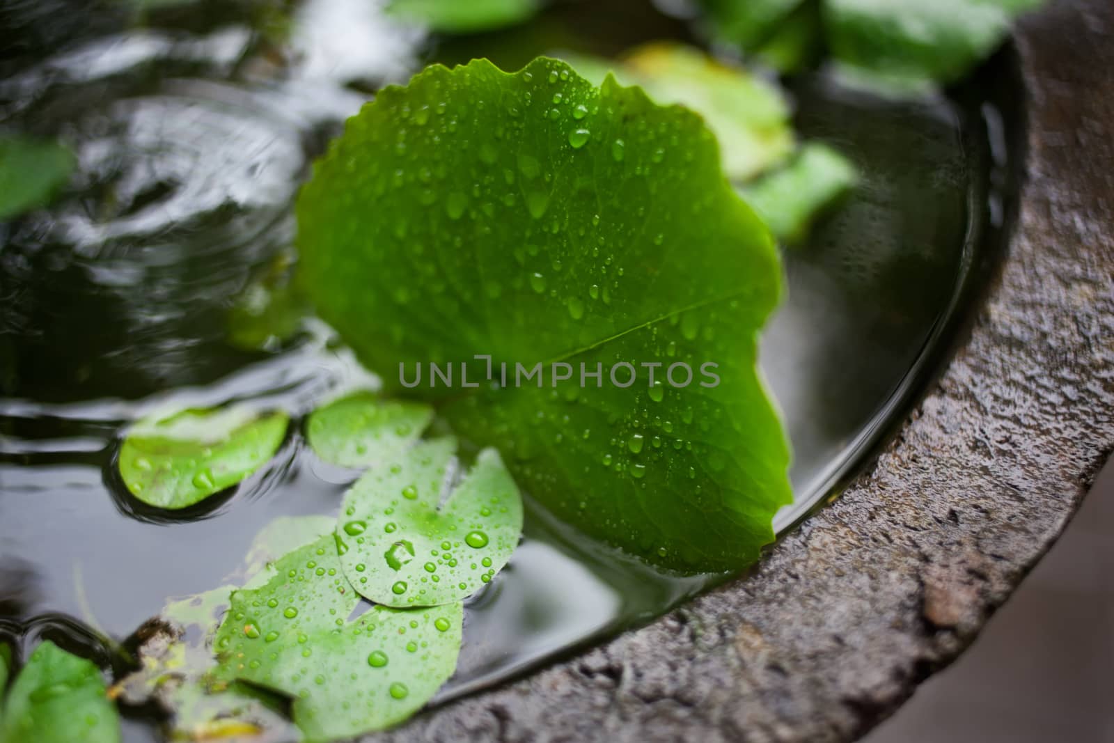 leaves with drops of dew in the Japanese style
