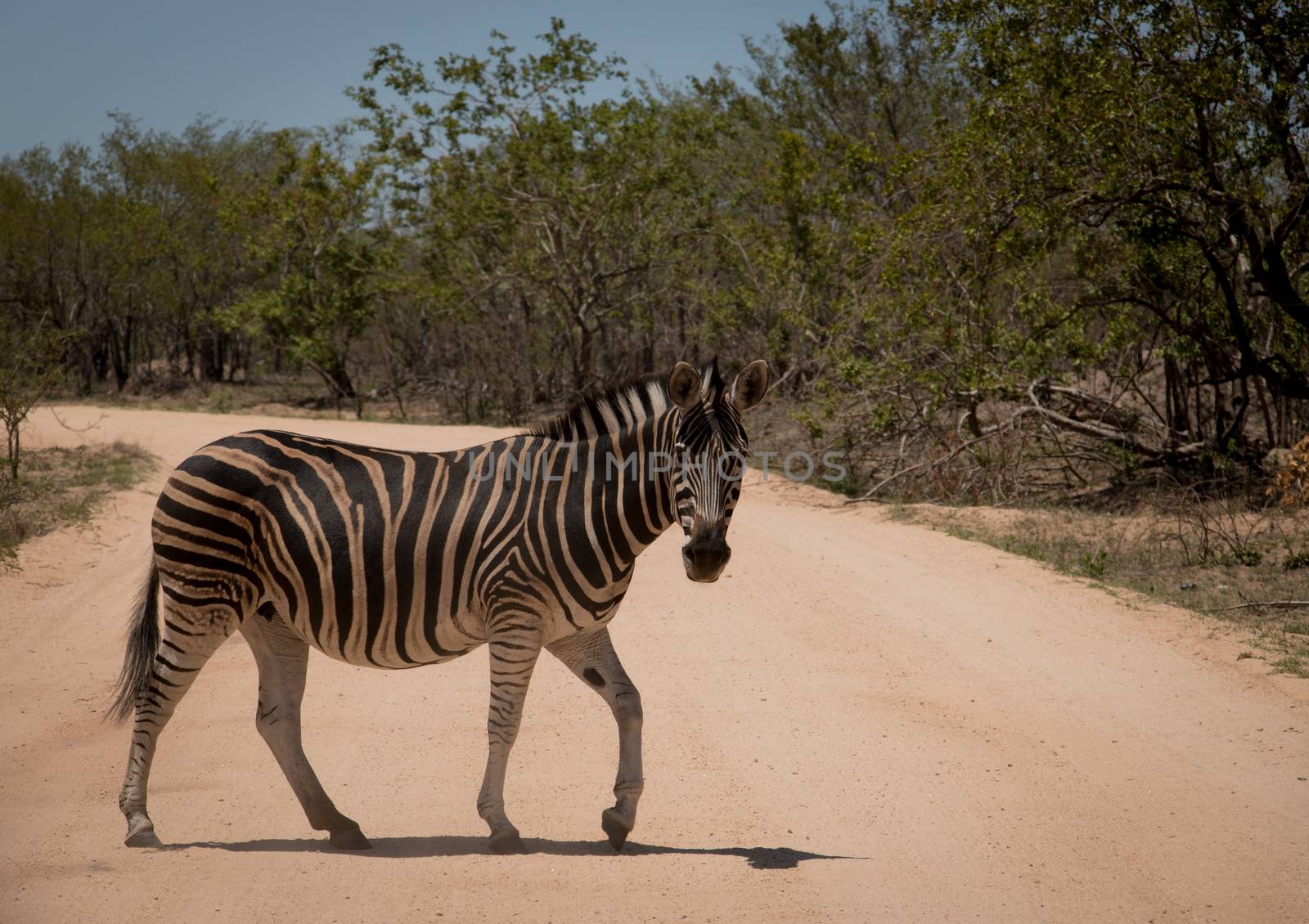Zebra walking on the road in the Kruger National Park, South Africa.