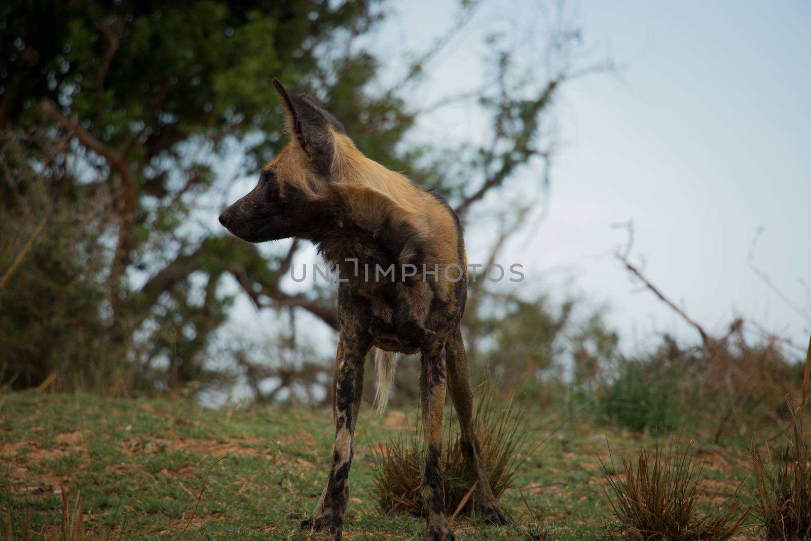 African wild dog paying attention in the Kruger National Park, South Africa. by Simoneemanphotography