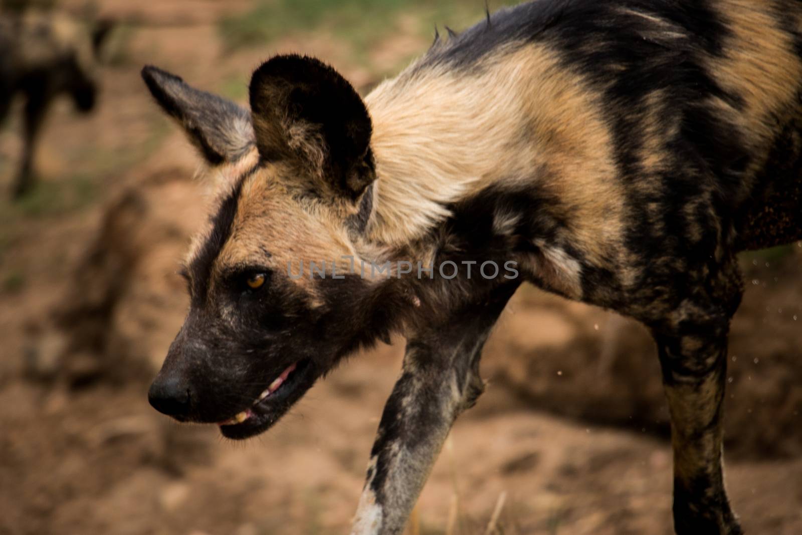 An African wild dog in the Kruger National Park, South Africa. by Simoneemanphotography