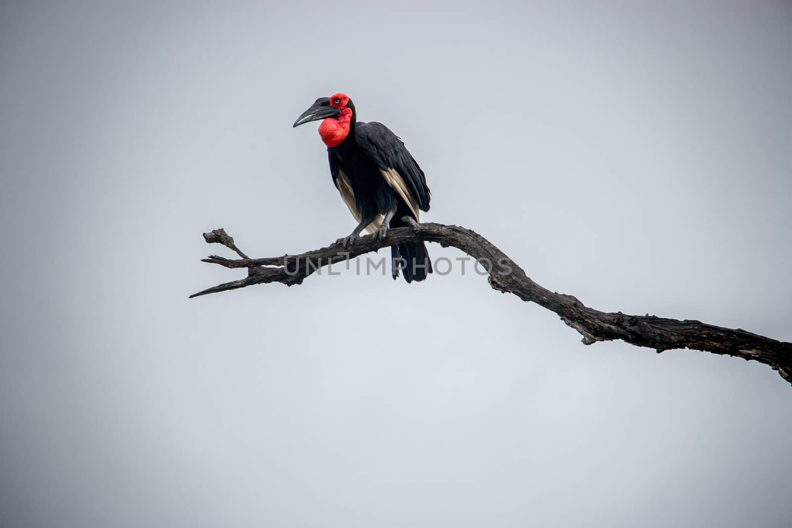 Southern ground hornbill on a branch in the Kruger National Park, South Africa.