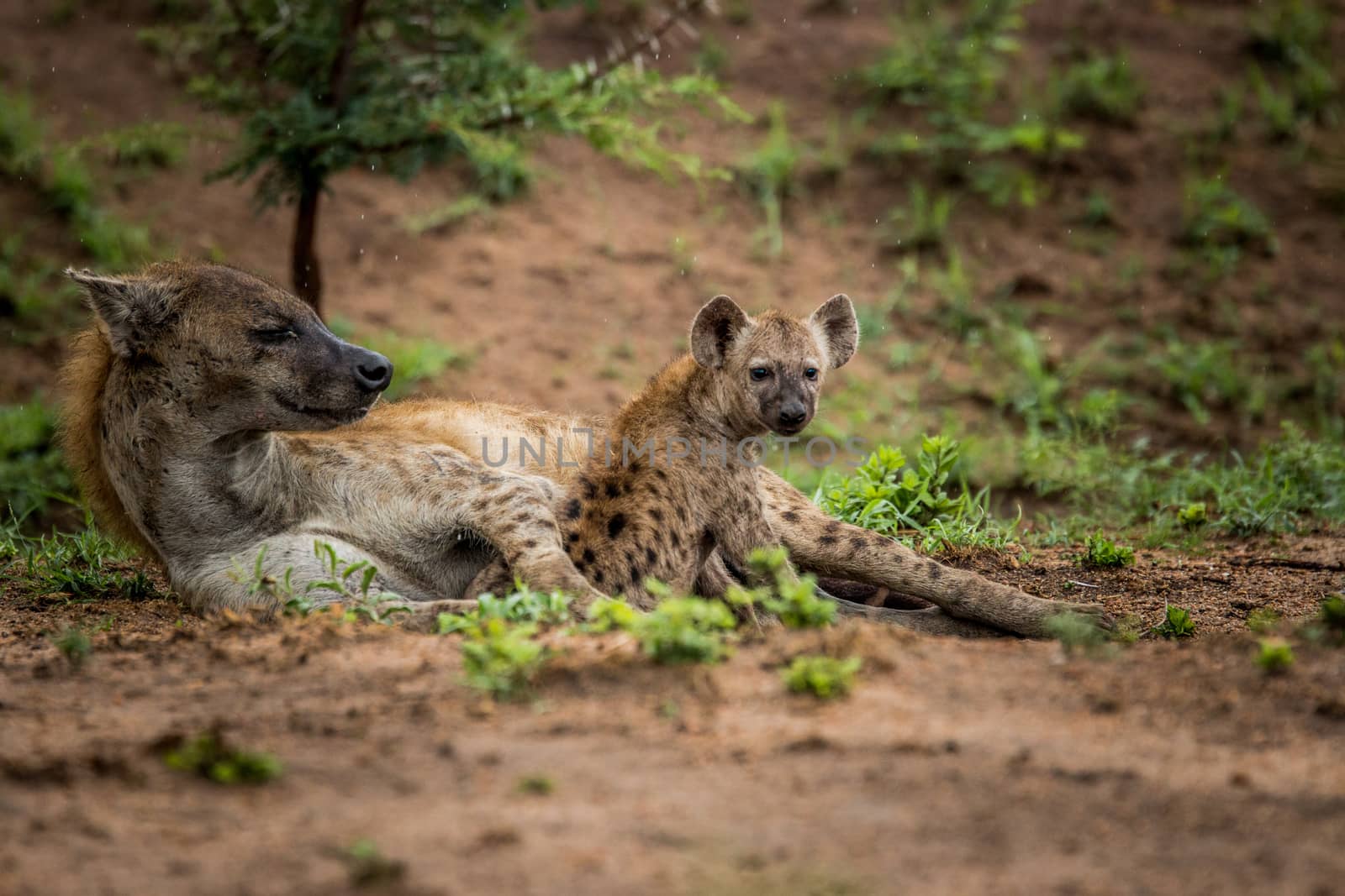Spotted Hyena cub with mother in the Kruger National Park, South Africa. by Simoneemanphotography
