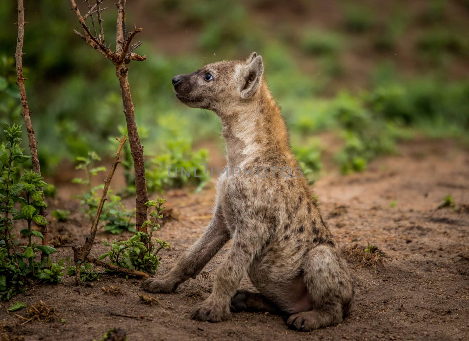 Side profile of a Spotted hyena cub in the Kruger National Park, South Africa. by Simoneemanphotography