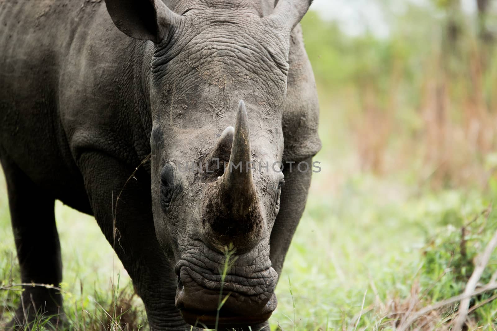 Starring White rhino in the Kruger National Park, South Africa. by Simoneemanphotography