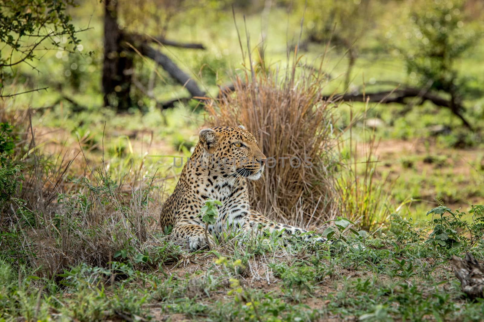 Laying Leopard in the Kruger National Park, South Africa. by Simoneemanphotography