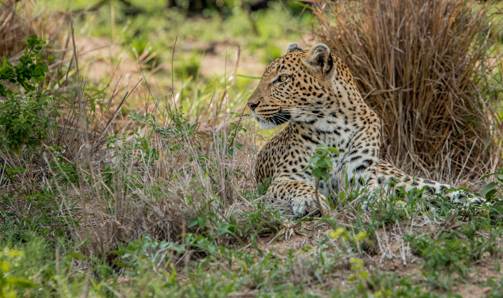 Laying Leopard in the Kruger National Park, South Africa. by Simoneemanphotography