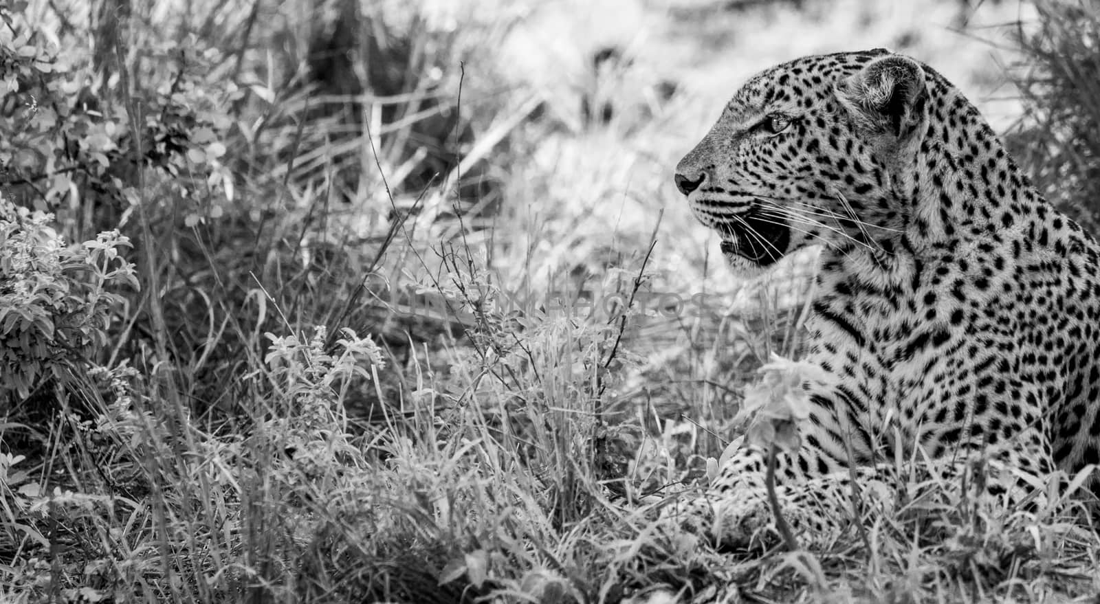 Laying Leopard laying in the grass in black and white in the Kruger National Park, South Africa.