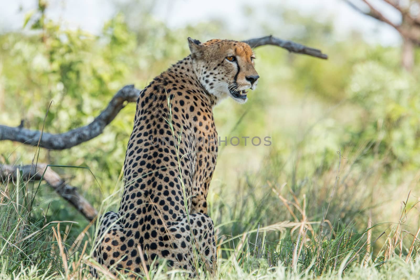 Sitting Cheetah in the Kruger National Park, South Africa. by Simoneemanphotography