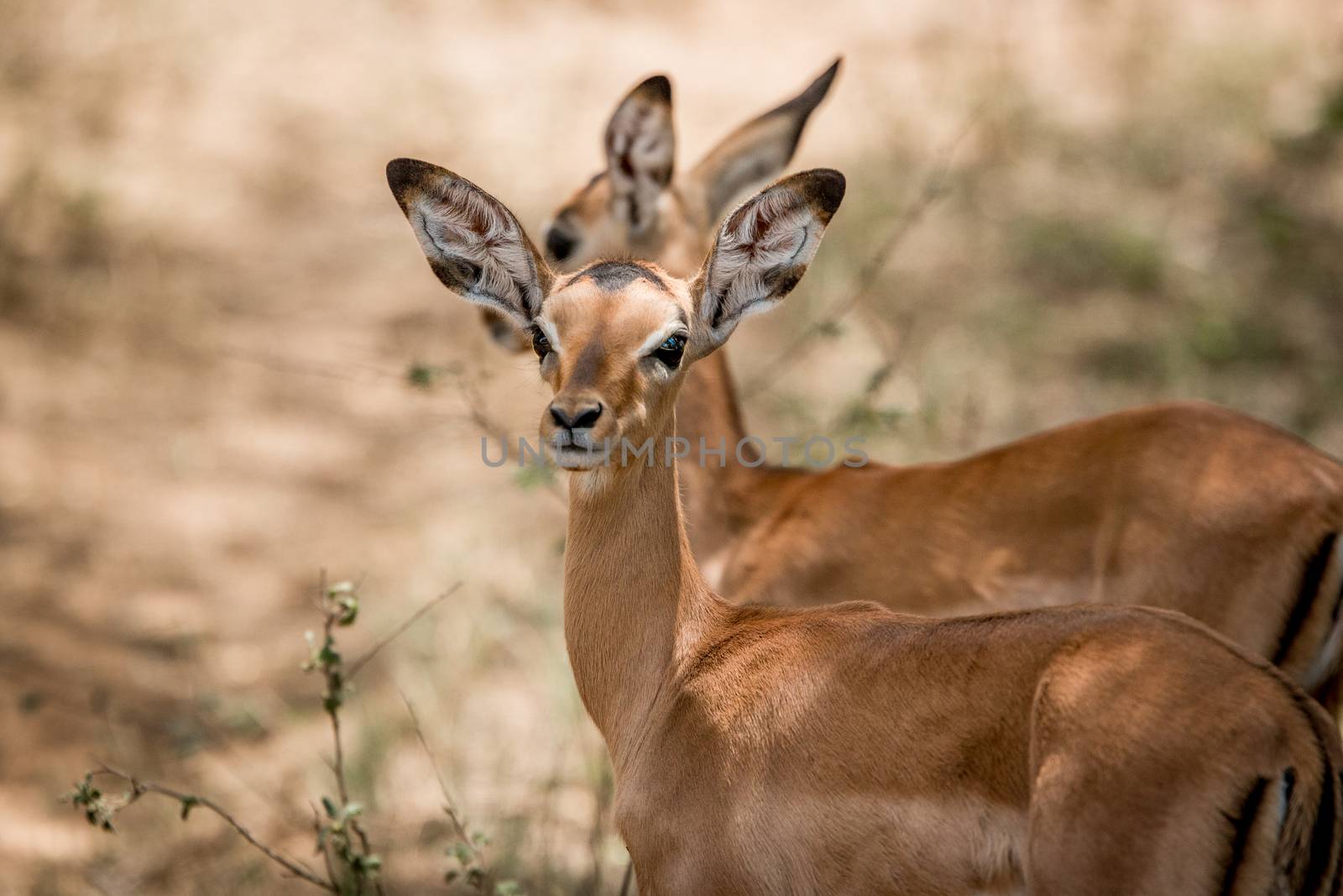 Impalas in the Kruger National Park, South Africa. by Simoneemanphotography