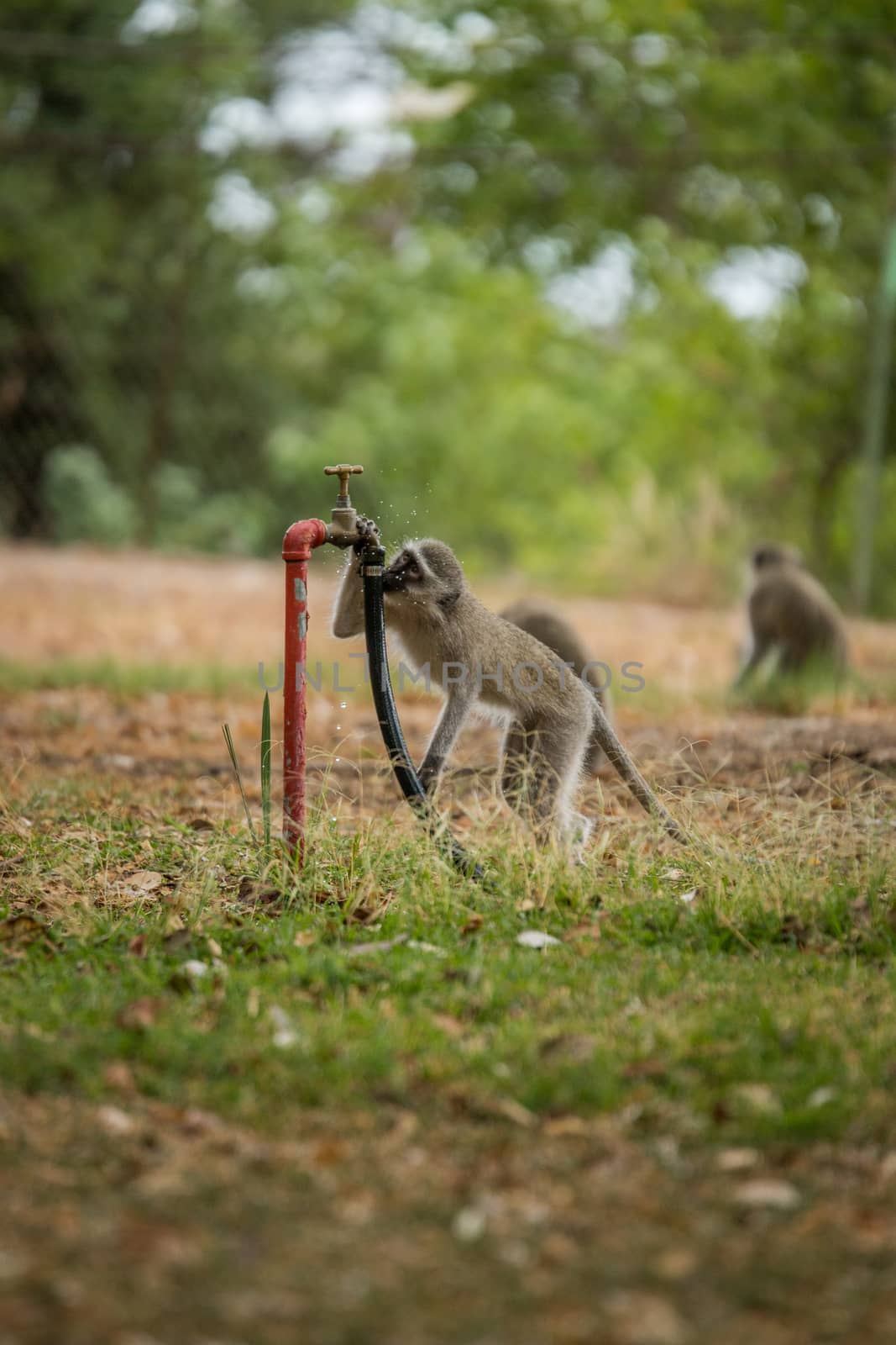 Vervet monkey in the Kruger National Park, South Africa. by Simoneemanphotography