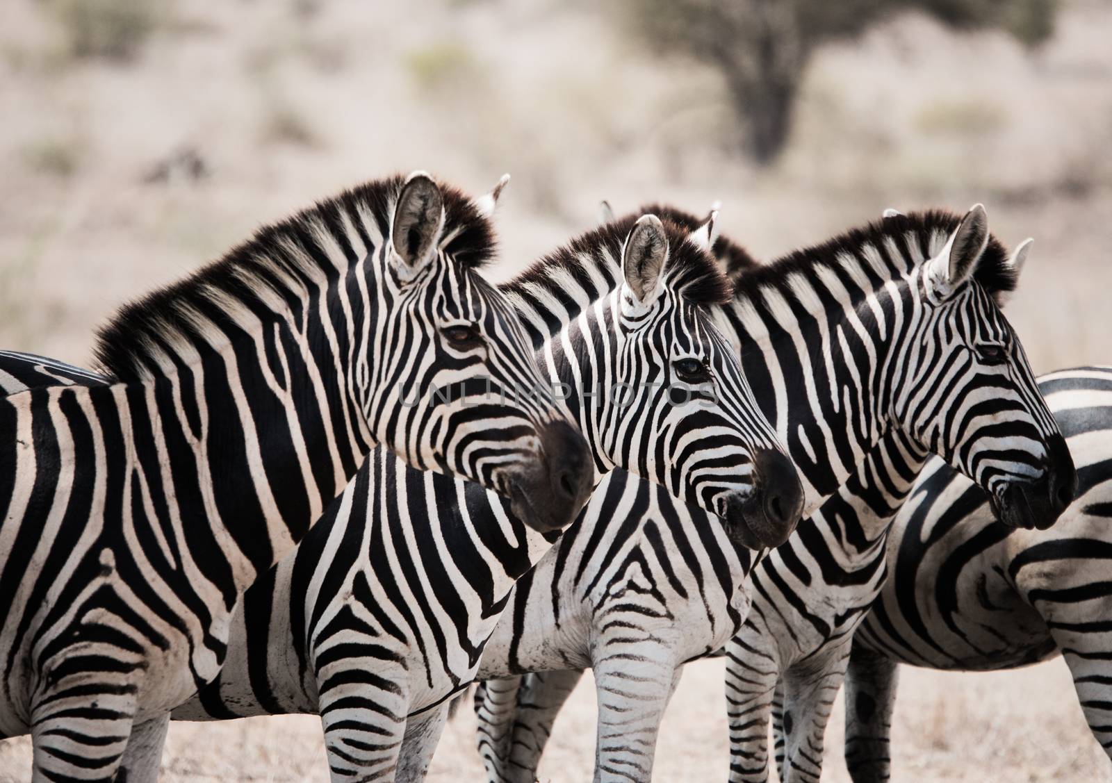 Zebras starring in the Kruger National Park, South Africa.