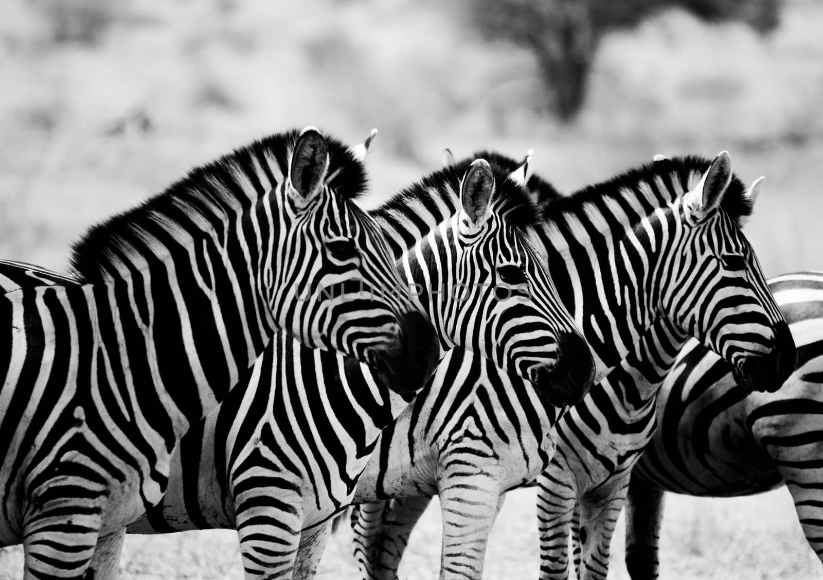 Starring Zebras in black and white in the Kruger National Park, South Africa. by Simoneemanphotography
