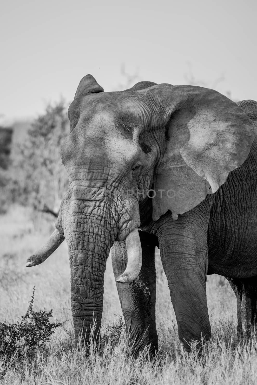 Elephant in black and white in the Kruger National Park, South Africa. by Simoneemanphotography