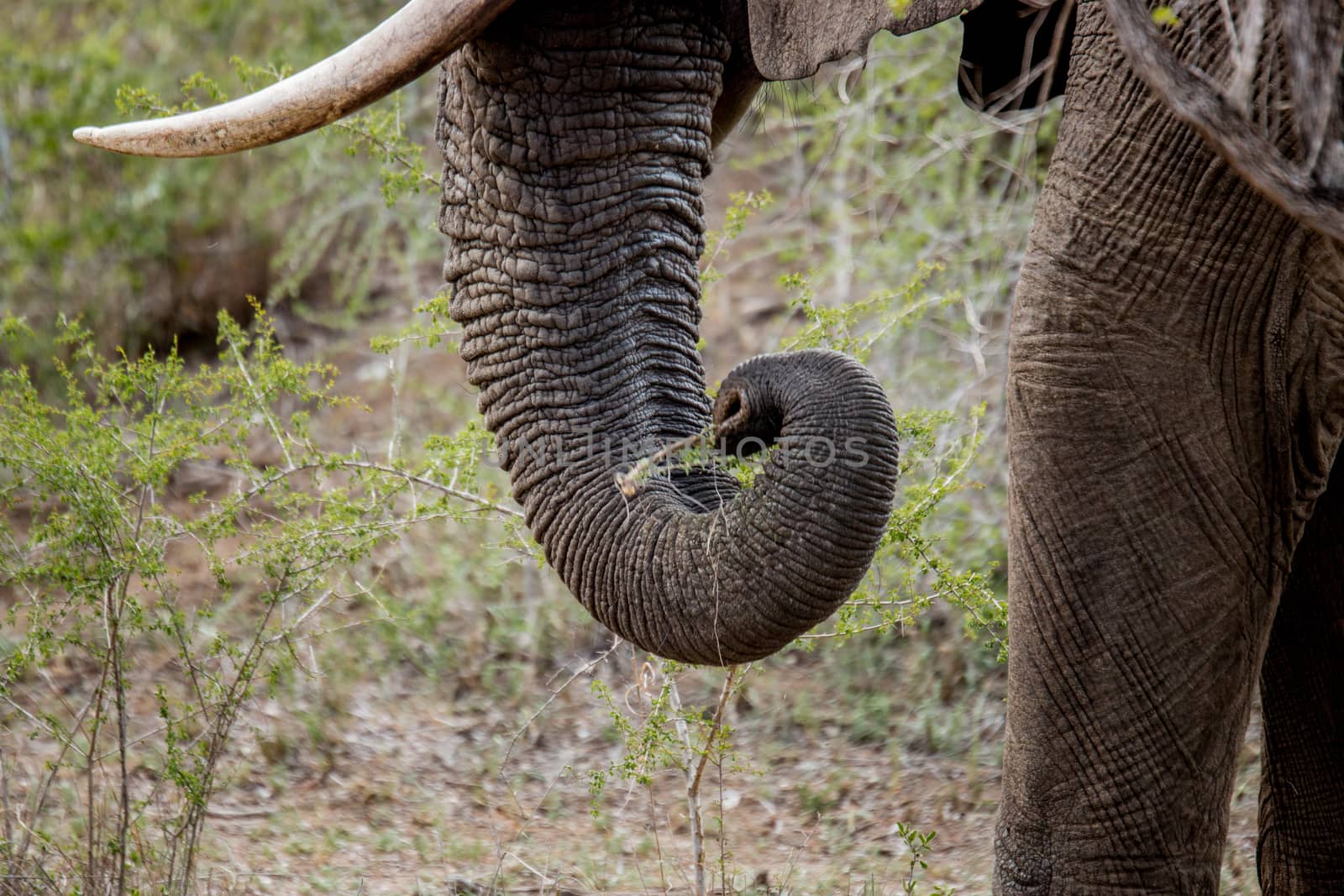 Trunk of grazing Elephant in the Kruger National Park, South Africa.