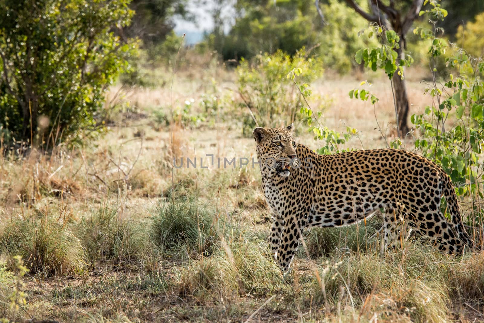 Leopard walking in the grass in the Kruger National Park, South Africa.