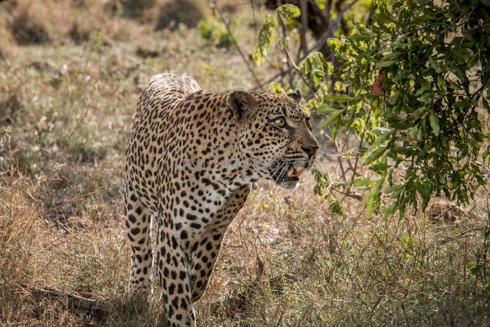 Walking Leopard in the Kruger National Park, South Africa. by Simoneemanphotography
