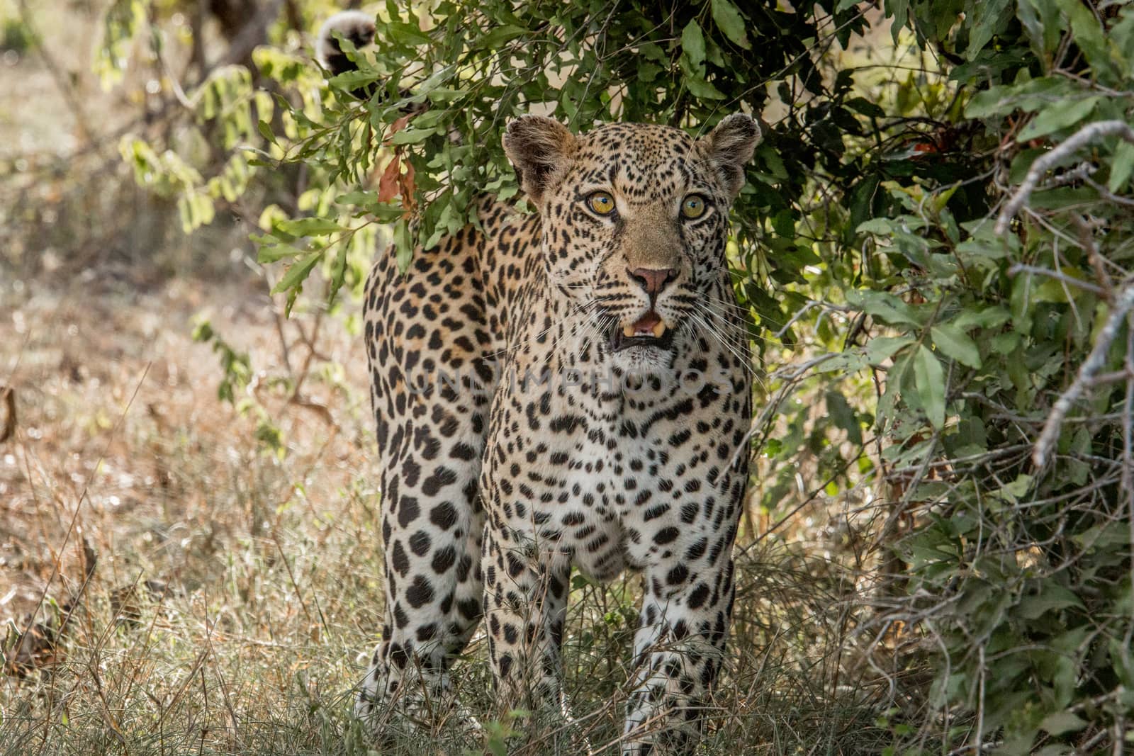 Starring Leopard in the Kruger National Park, South Africa. by Simoneemanphotography