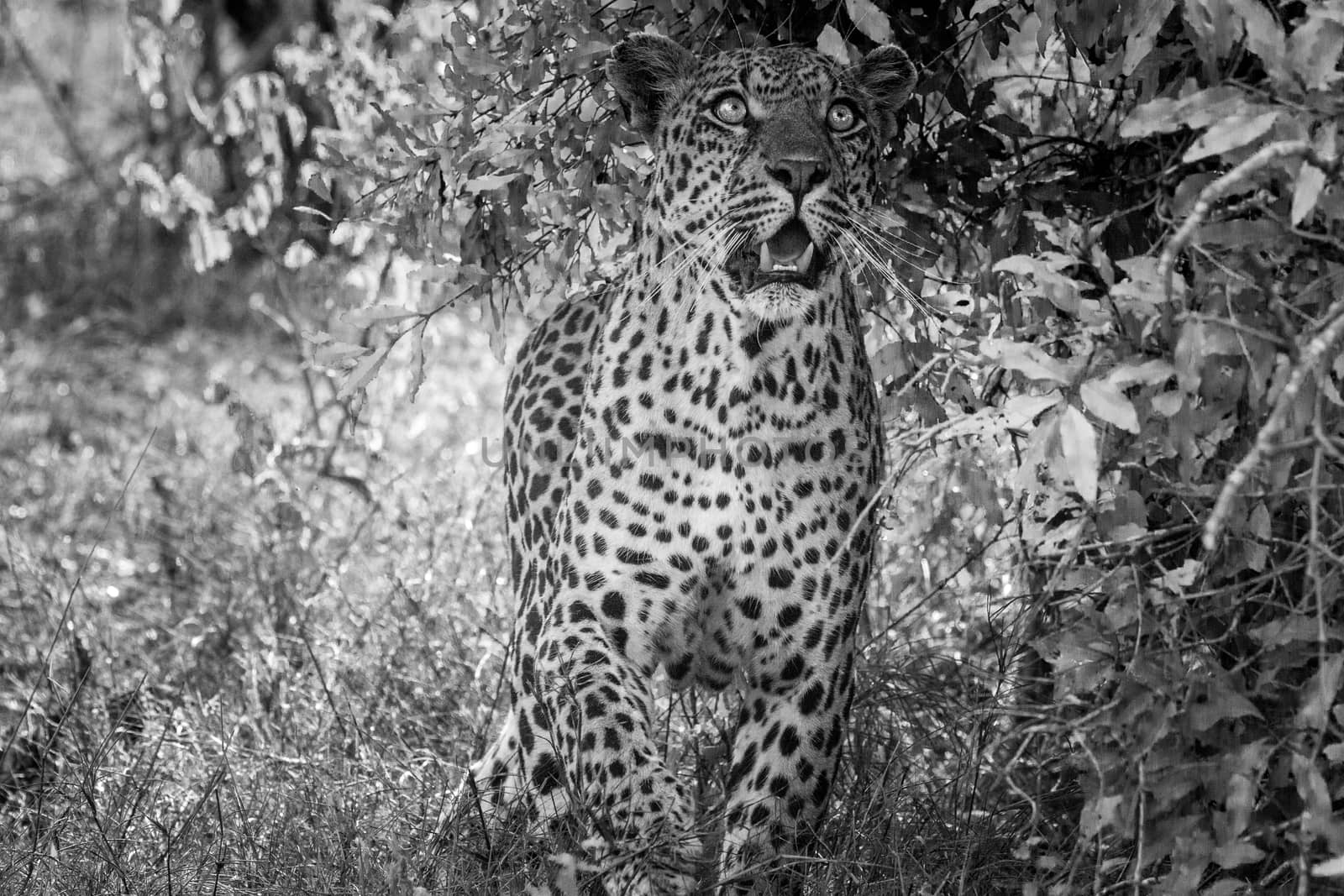 Leopard looking up in black and white in the Kruger National Park, South Africa.