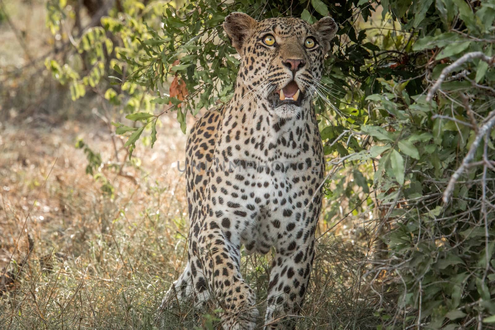 Leopard looking up in the Kruger National Park, South Africa. by Simoneemanphotography