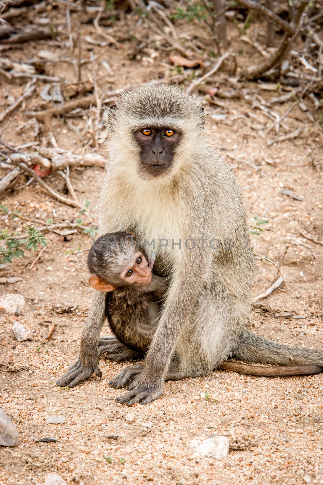 Vervet monkey with a baby in the Kruger National Park, South Africa. by Simoneemanphotography