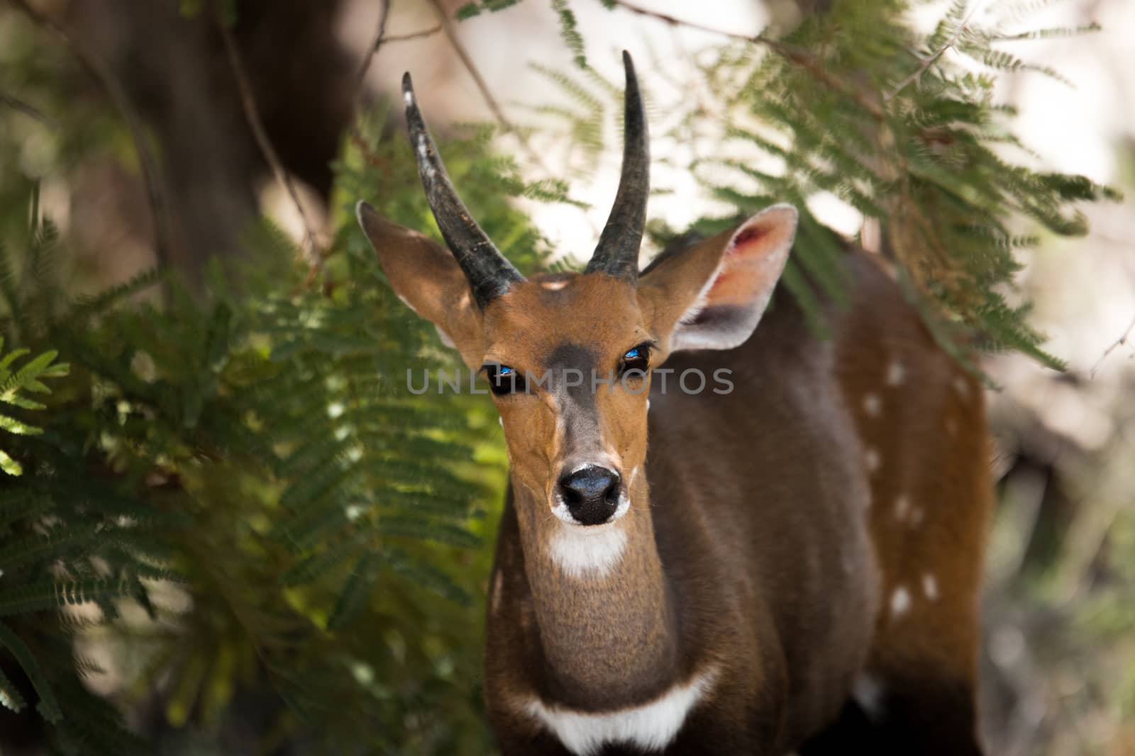 Starring Bushbuck in the Kruger National Park, South Africa.