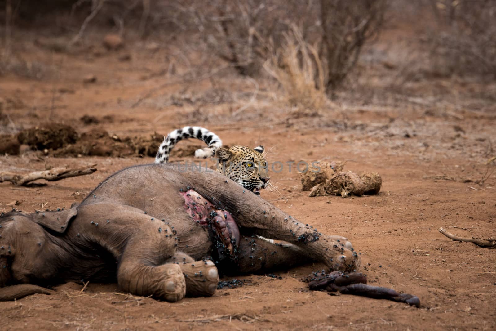 Leopard hiding behind a baby Elephant carcass in the Kruger National Park, South Africa.
