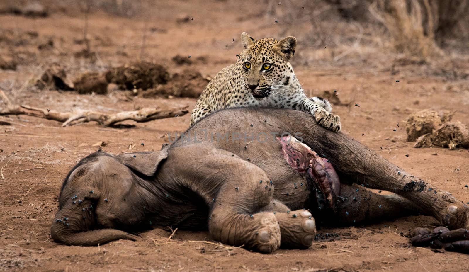 Leopard feeding on a baby Elephant carcass in the Kruger National Park, South Africa.
