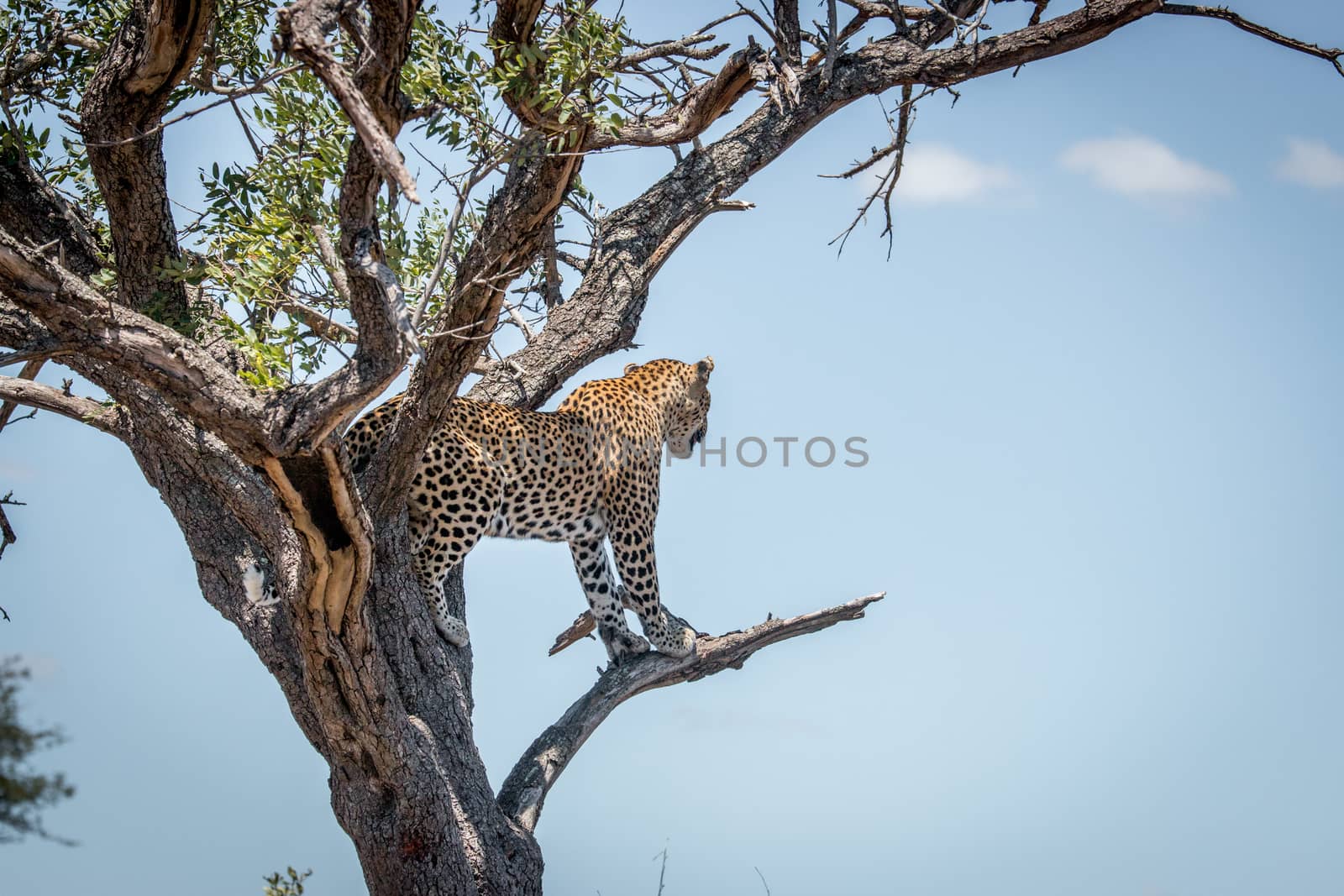 Leopard on the look out in a tree in the Kruger National Park, South Africa.