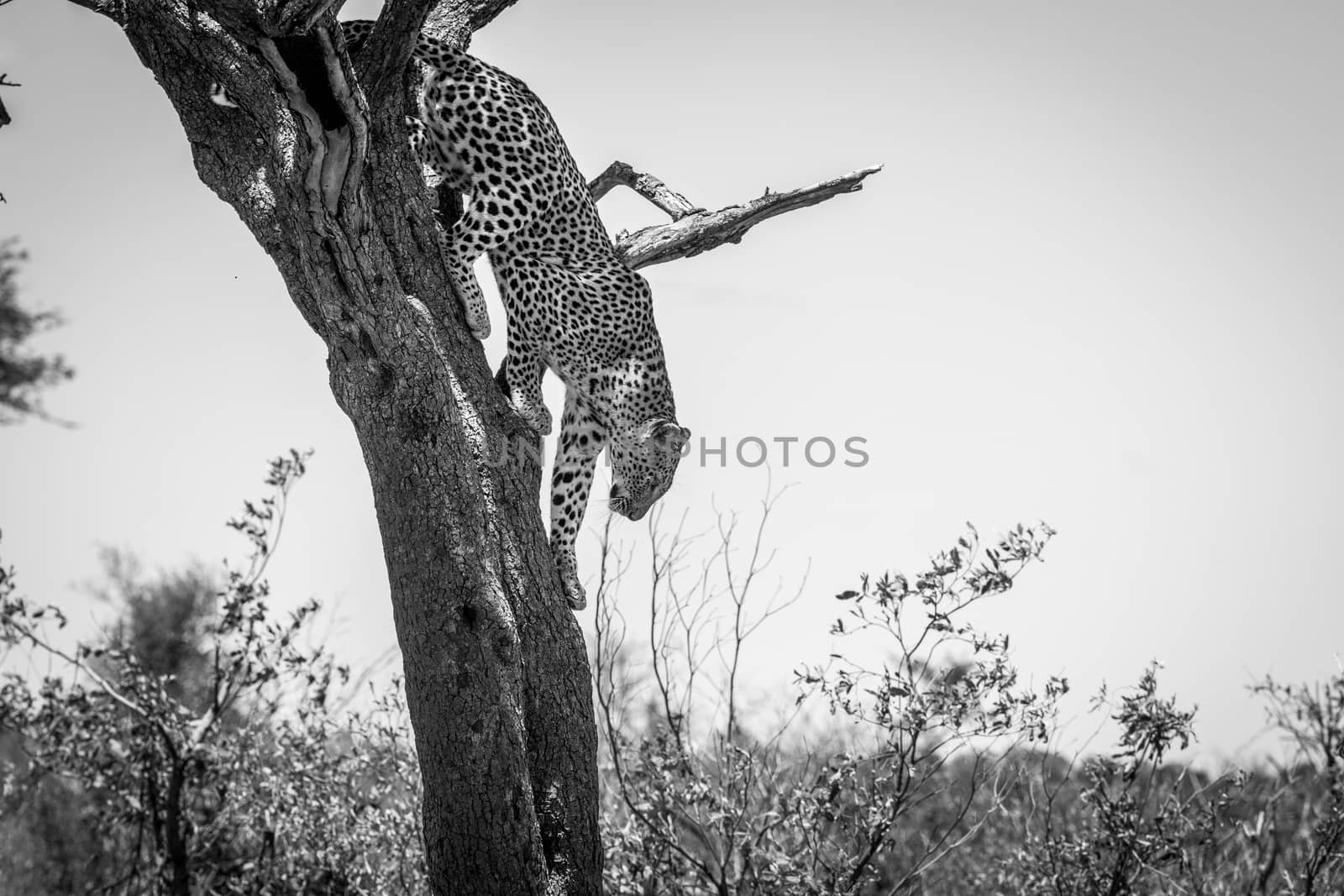 Leopard in a tree in black and white in the Kruger National Park, South Africa. by Simoneemanphotography