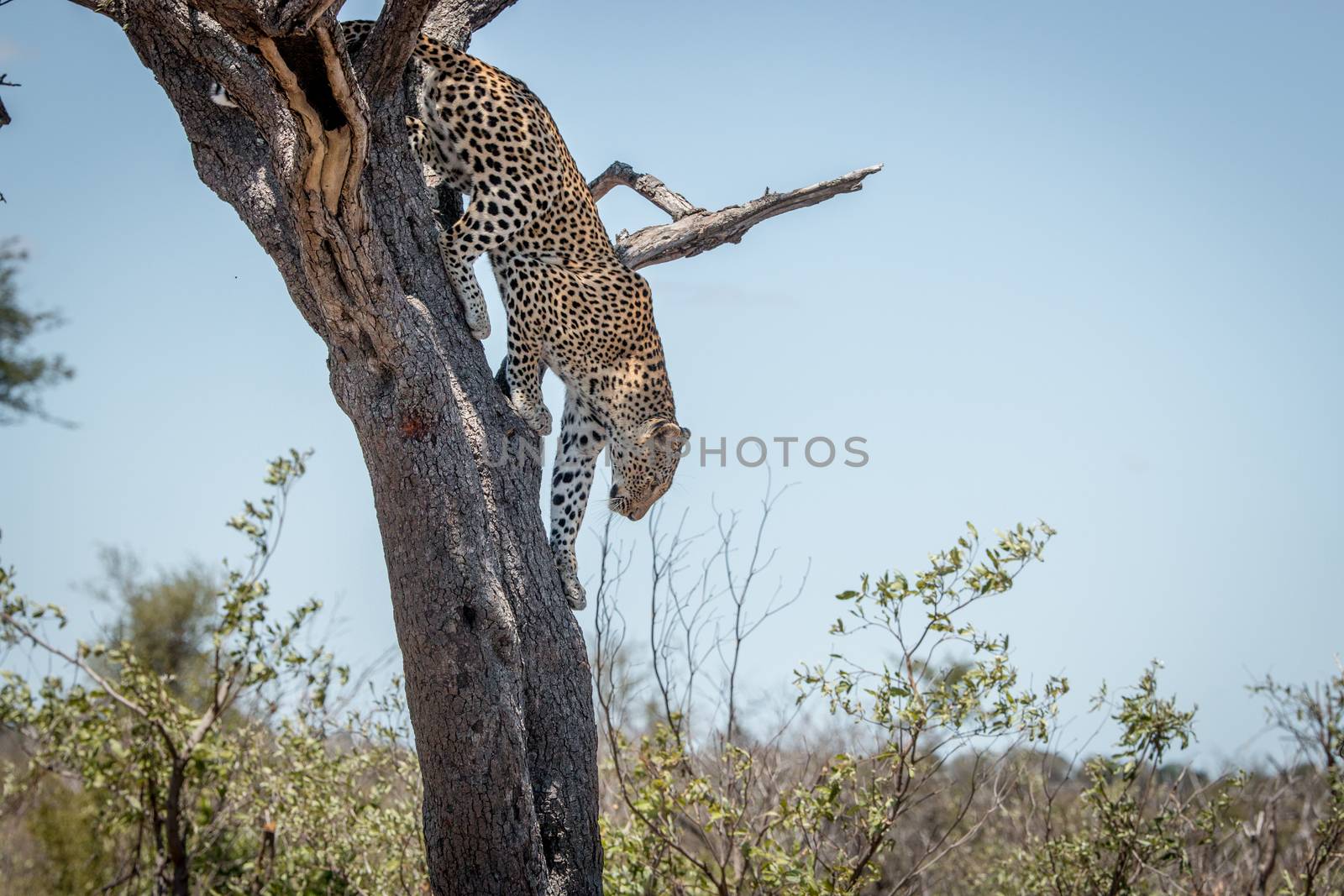 Leopard climbing out of a tree in the Kruger National Park, South Africa.