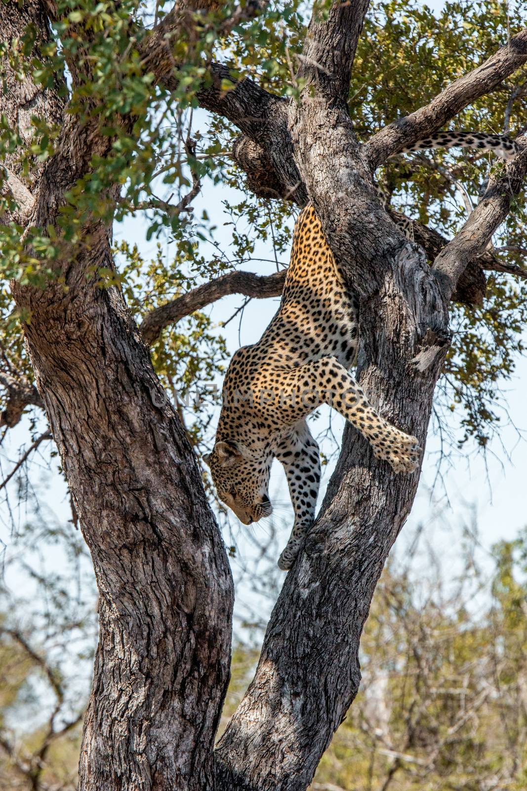 Leopard in a tree in the Kruger National Park, South Africa. by Simoneemanphotography