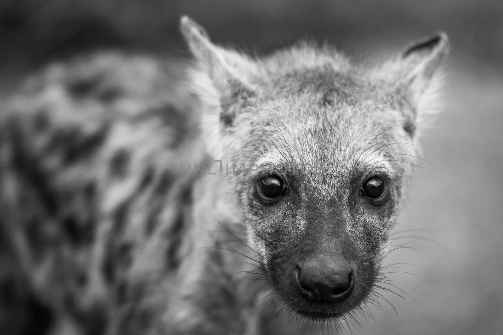 Starring Spotted hyena cub in black and white in the Kruger National Park, South Africa. by Simoneemanphotography