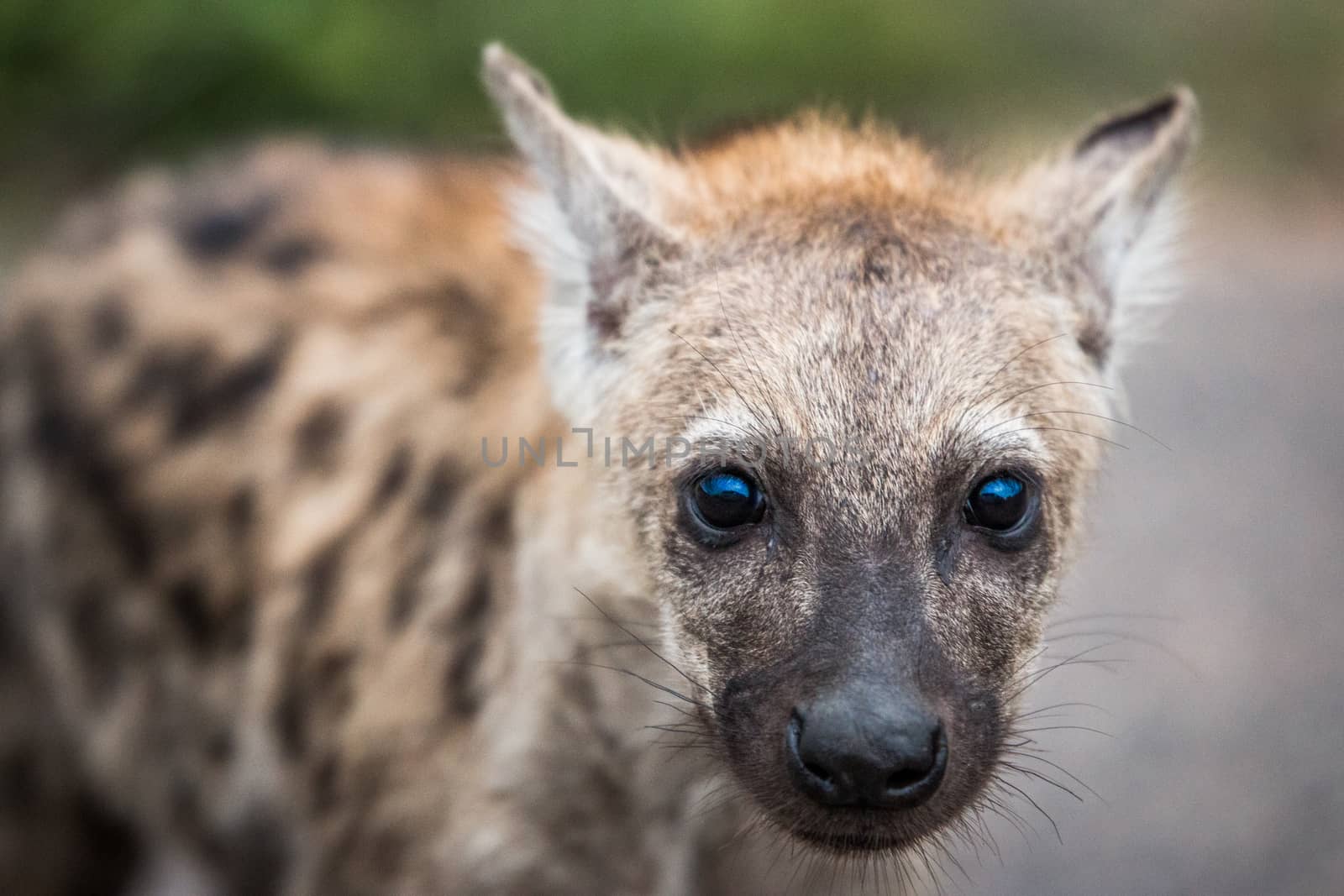 Spotted hyena cub starring in the Kruger National Park, South Africa.