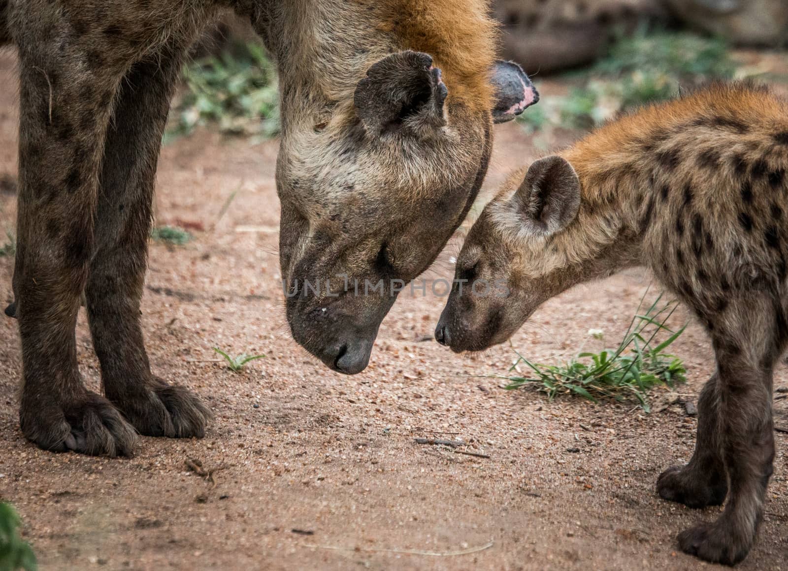 Spotted hyenas in the Kruger National Park, South Africa. by Simoneemanphotography