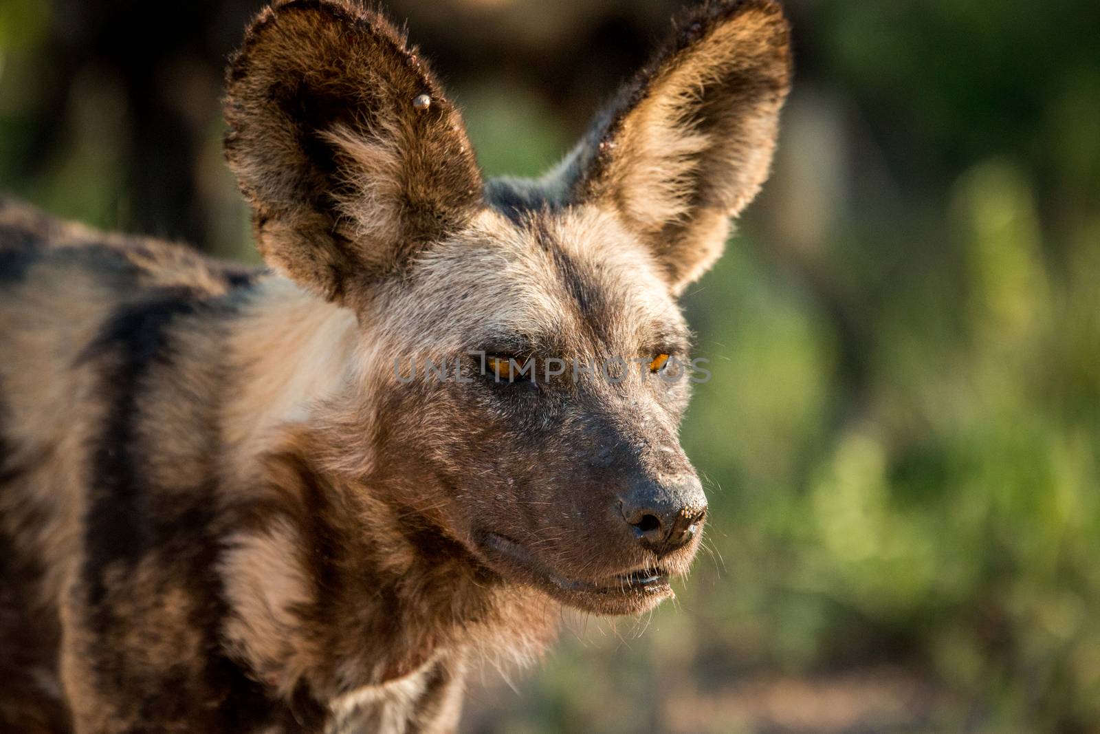 African wild dog starring in the Kruger National Park, South Africa.