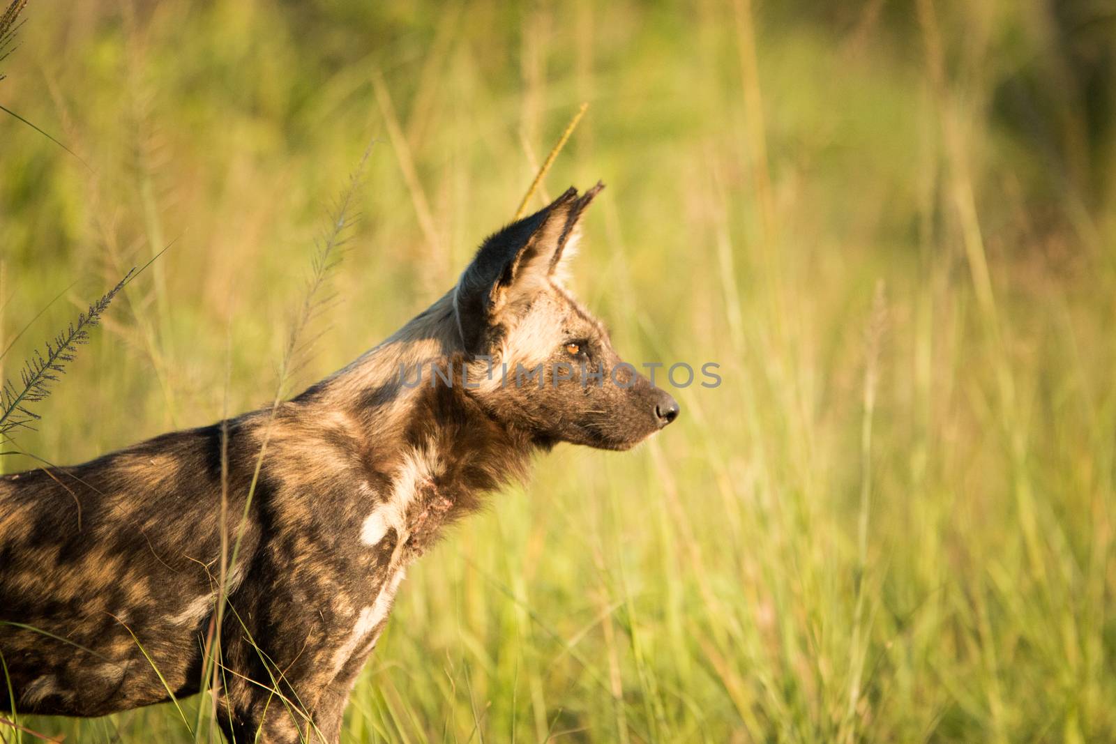Side profile of an African wild dog in the Kruger National Park, South Africa. by Simoneemanphotography