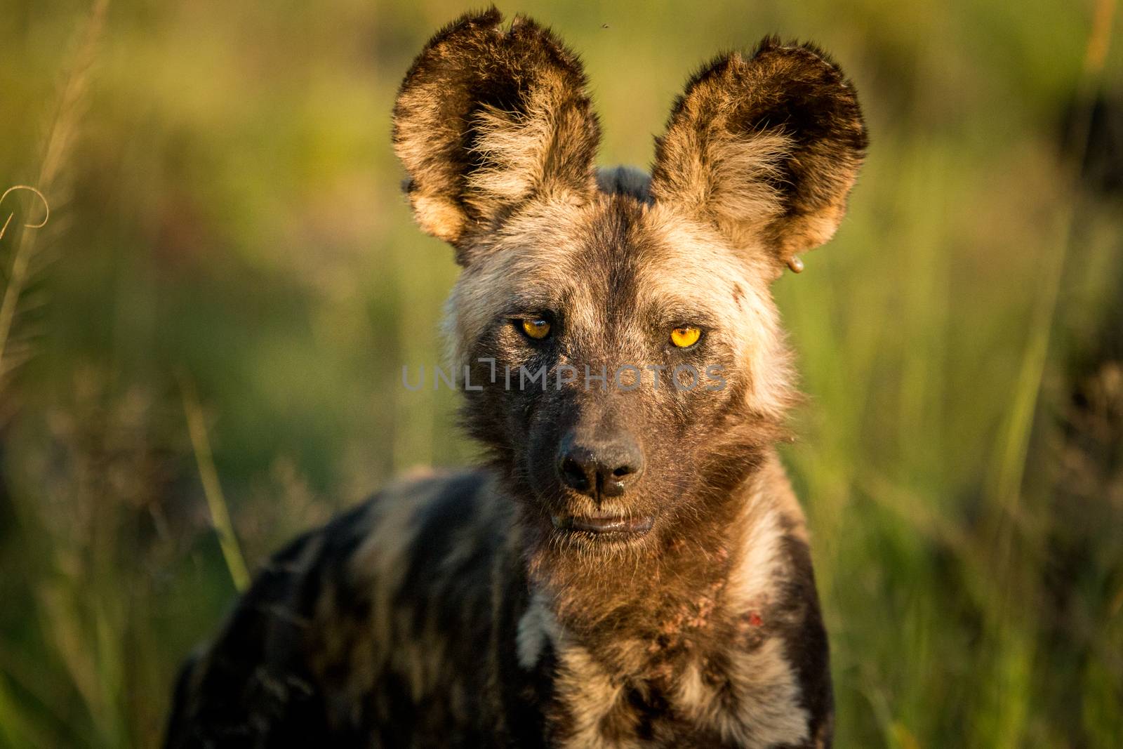 Starring African wild dog in the Kruger National Park, South Africa. by Simoneemanphotography
