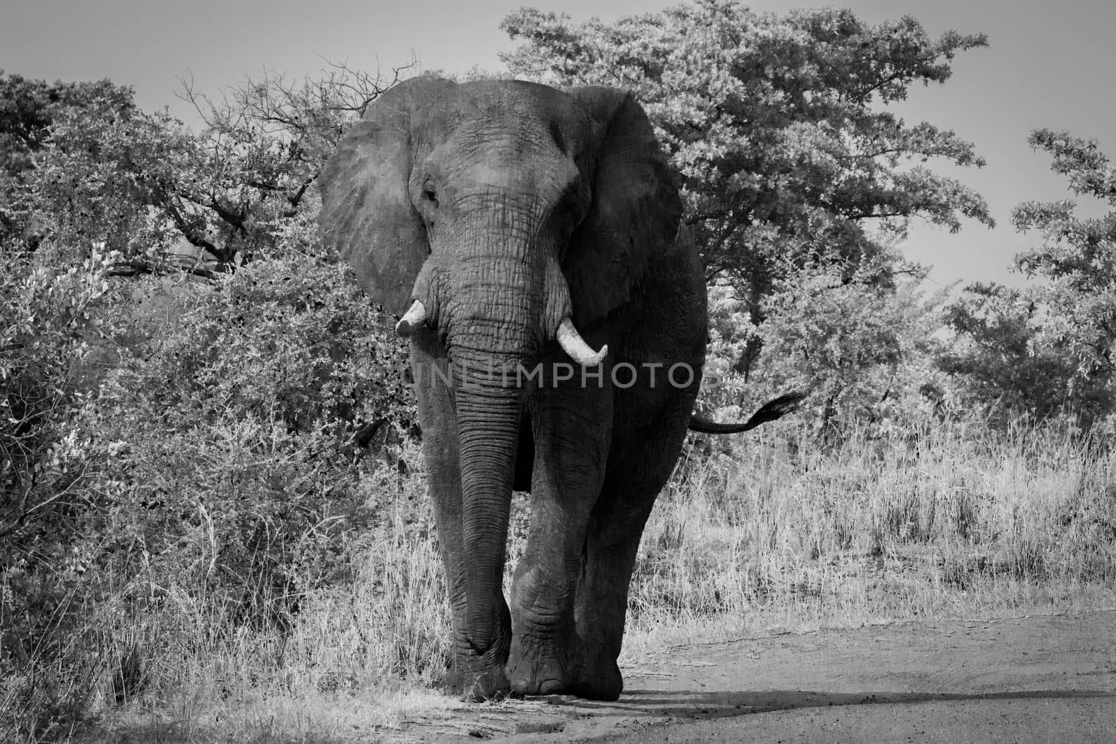 African Elephant walking towards the camera in black and white in the Kruger National Park, South Africa.