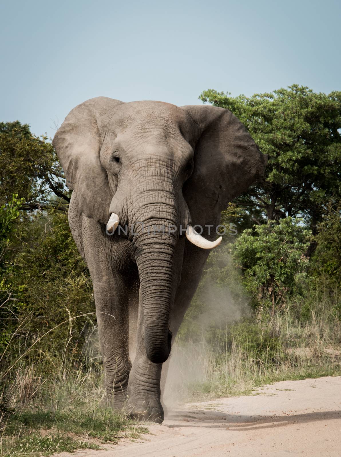 African elephant walking towards the camera in the Kruger National Park, South Africa.