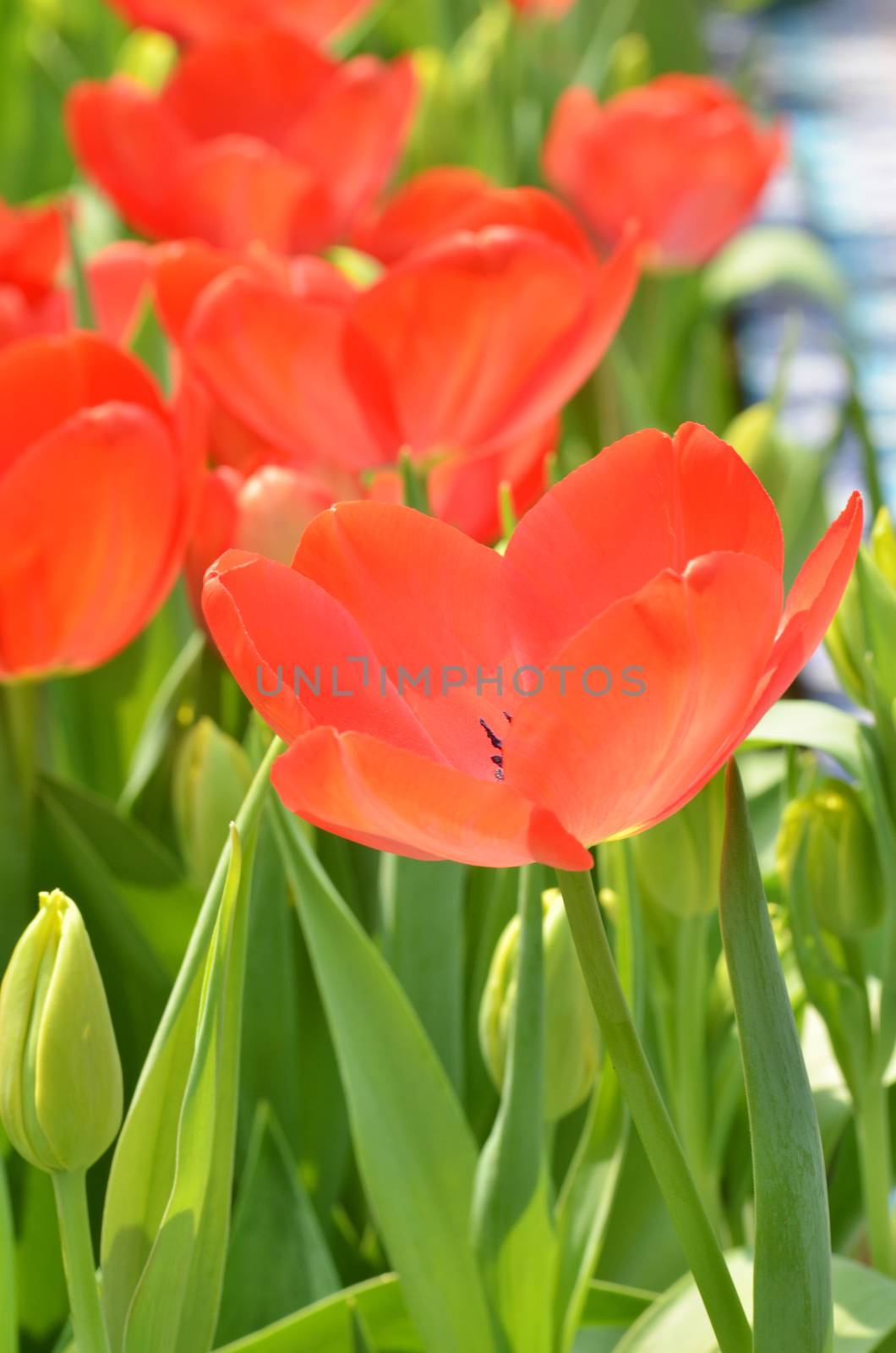 Beautiful close up of tulips in Gardens by the Bay, Singapore