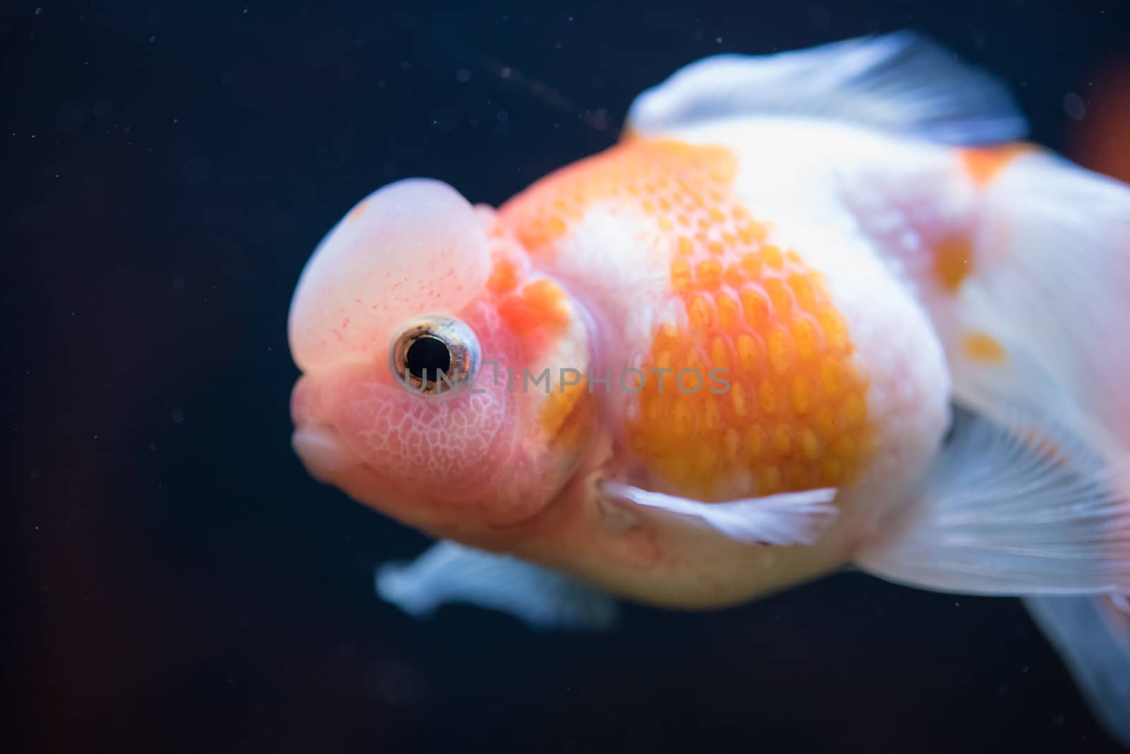 Red and White Crown Pearlscale Goldfish - with lime collecting on the surface of their scales, they are dressed to impress with shiny, twinkling pearls.
