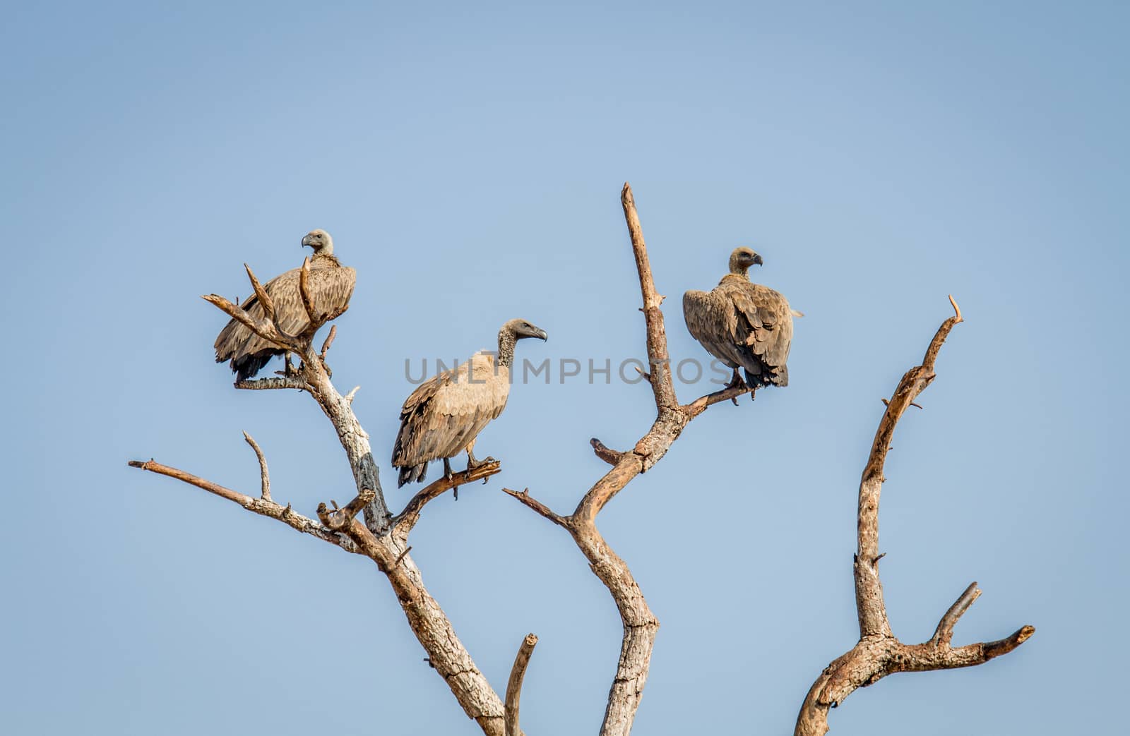 White-backed Vultures in a tree in the Kruger National Park, South Africa.