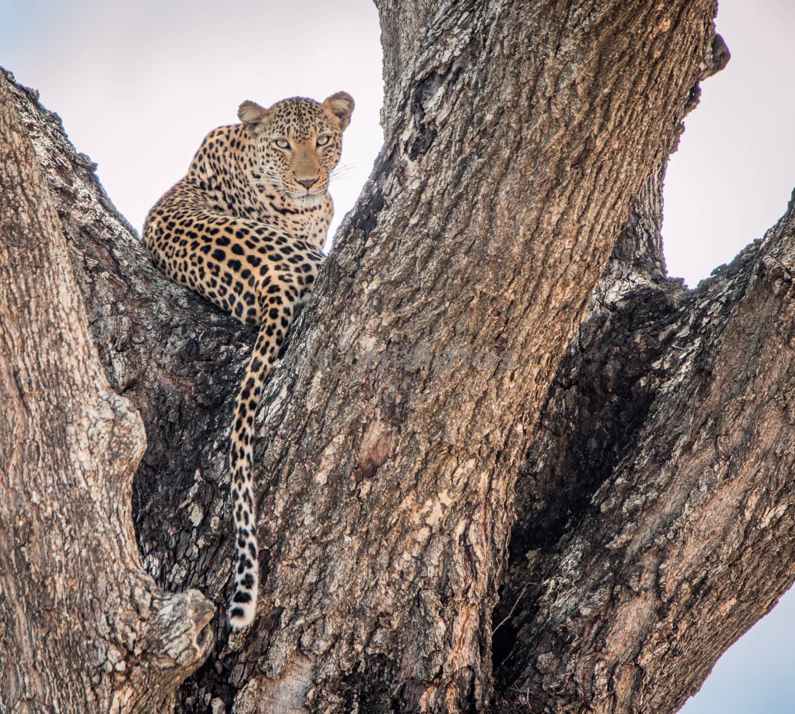 Leopard in a tree in the Kruger National Park by Simoneemanphotography