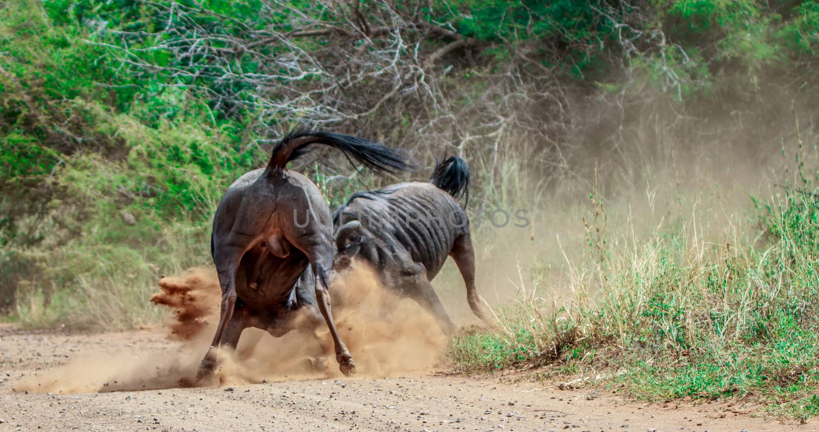 Fighting Blue wildebeest in the Kruger National Park, South Africa.