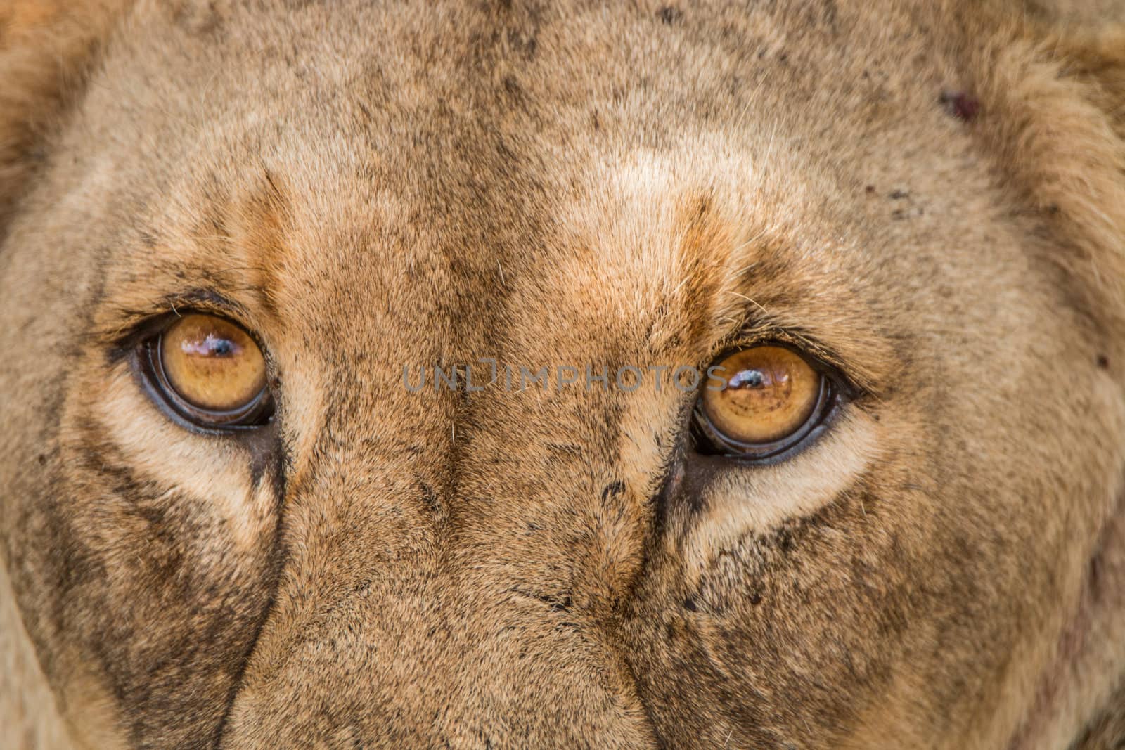 Eyes of a Lioness in the Kruger National Park, South Africa.