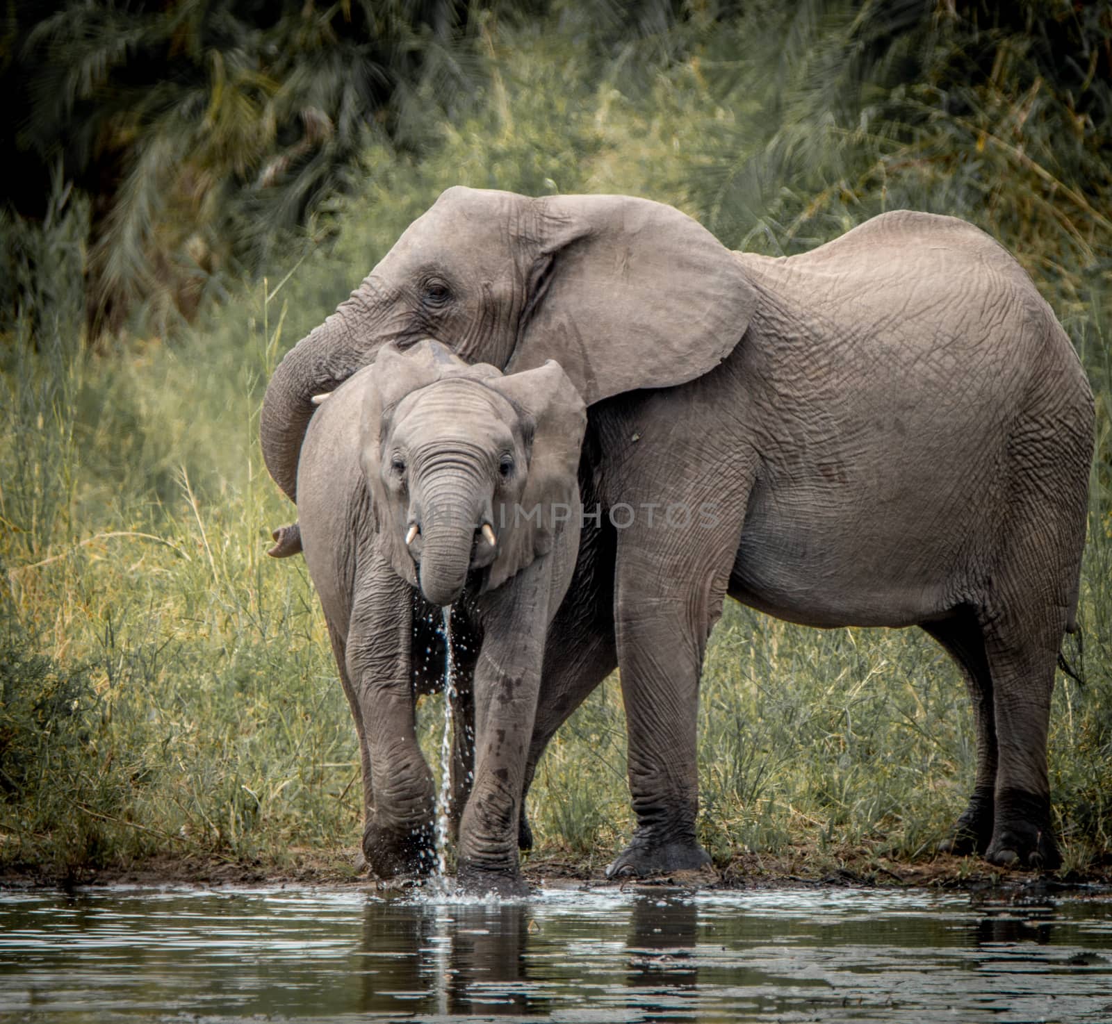 Drinking Elephants in the Kruger National Park, South Africa.