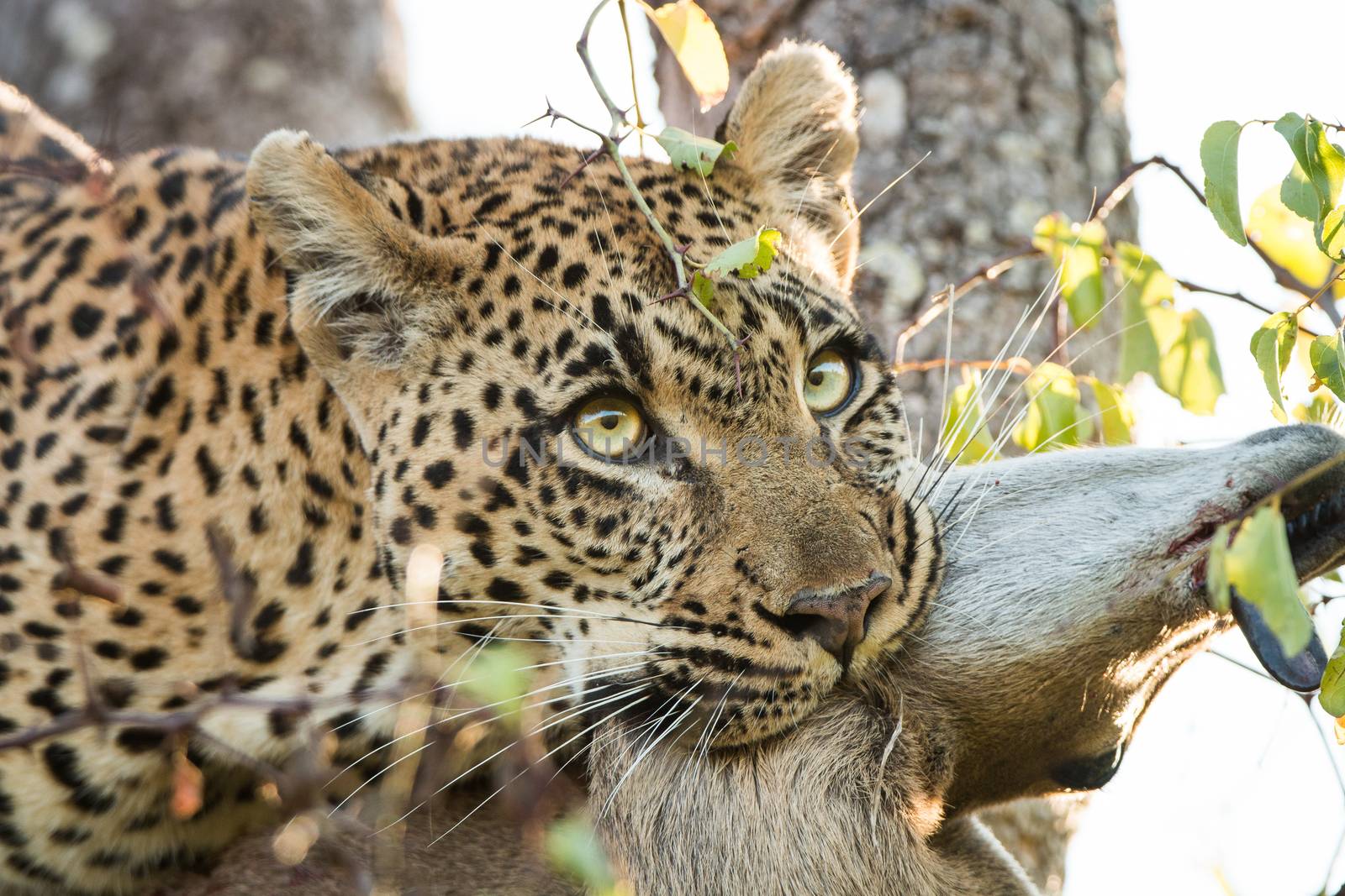 Leopard with a Duiker kill in the Sabi Sands, South Africa.
