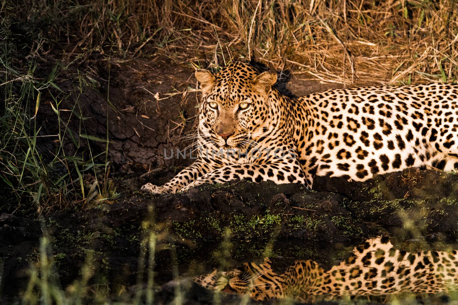 Leopard at night in the Spotlight in the Sabi Sands, South Africa.