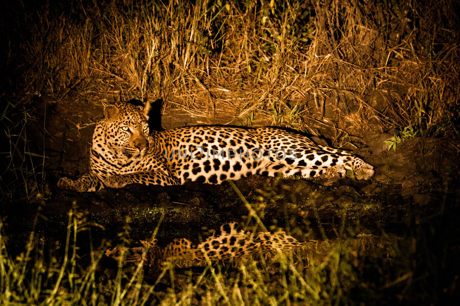 Leopard at night in the Spotlight in the Sabi Sands, South Africa.